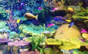 名古屋港水族館