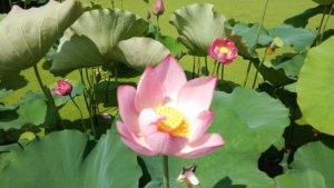 蓮の花2