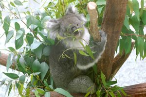 動物園のコアラ