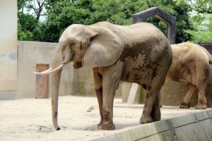 東山動物園