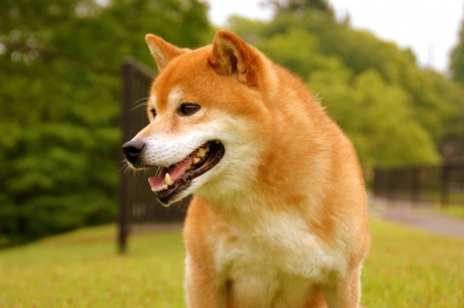「ペット保険」は飼い主に本当に安心感？でもトラブルも発生している。