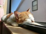 睡眠は、健康維持、体調管理、病気「がん」の予防においても重要です。