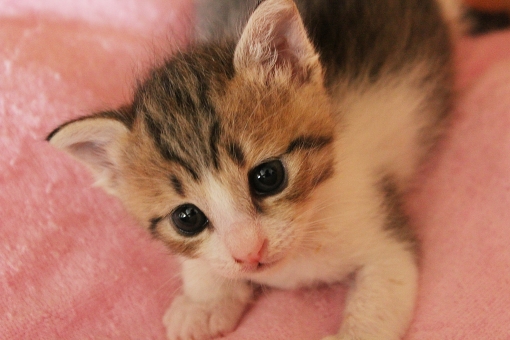 子猫
