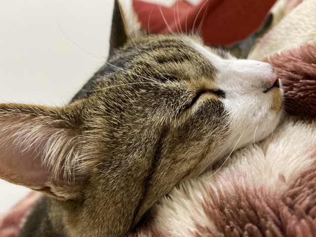 眠る子猫
