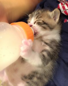 ミルクを飲む子猫