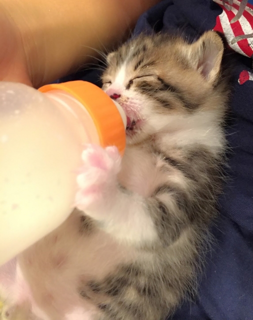 ミルクを飲む子猫
