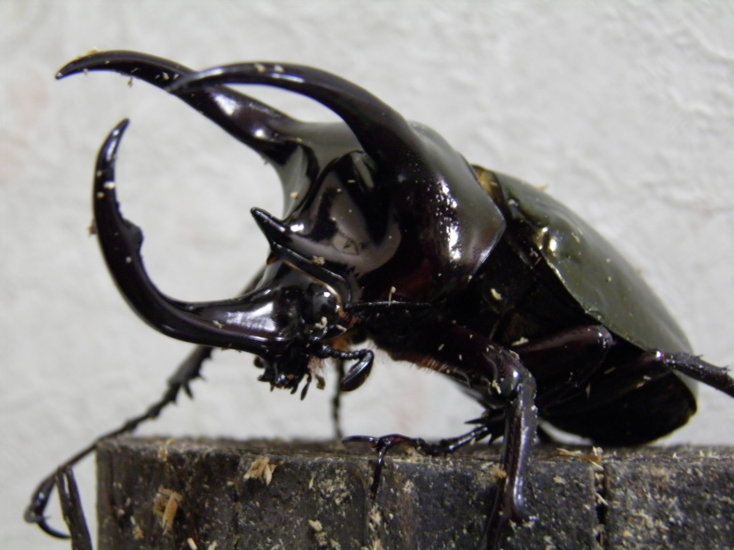 ヘラクレスオオカブト