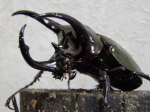 ヘラクレスオオカブト