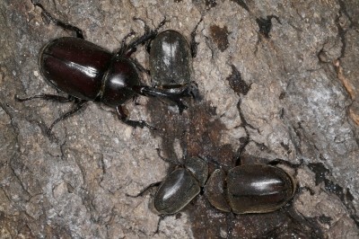 樹液に集まるカブトムシ