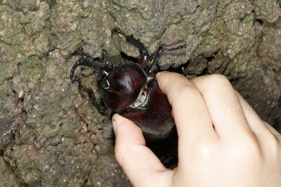 カブトムシの持ち方