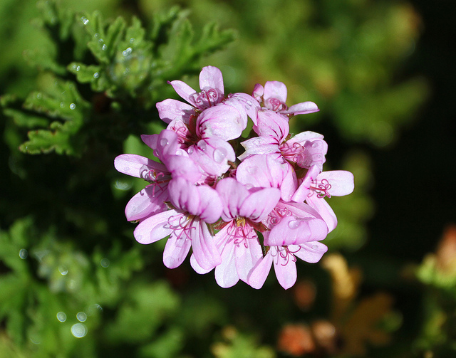 蚊連草の花