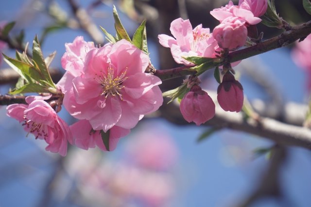 桃の花
